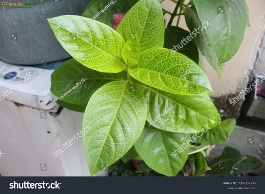 cach-lam-la-lot-tri-dau-rang-1-bac-si-cuong-nha-khoa-bscuong