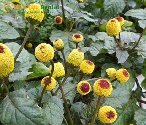 cay-cuc-ao-tri-dau-rang-1-bac-si-cuong-nha-khoa-bscuong