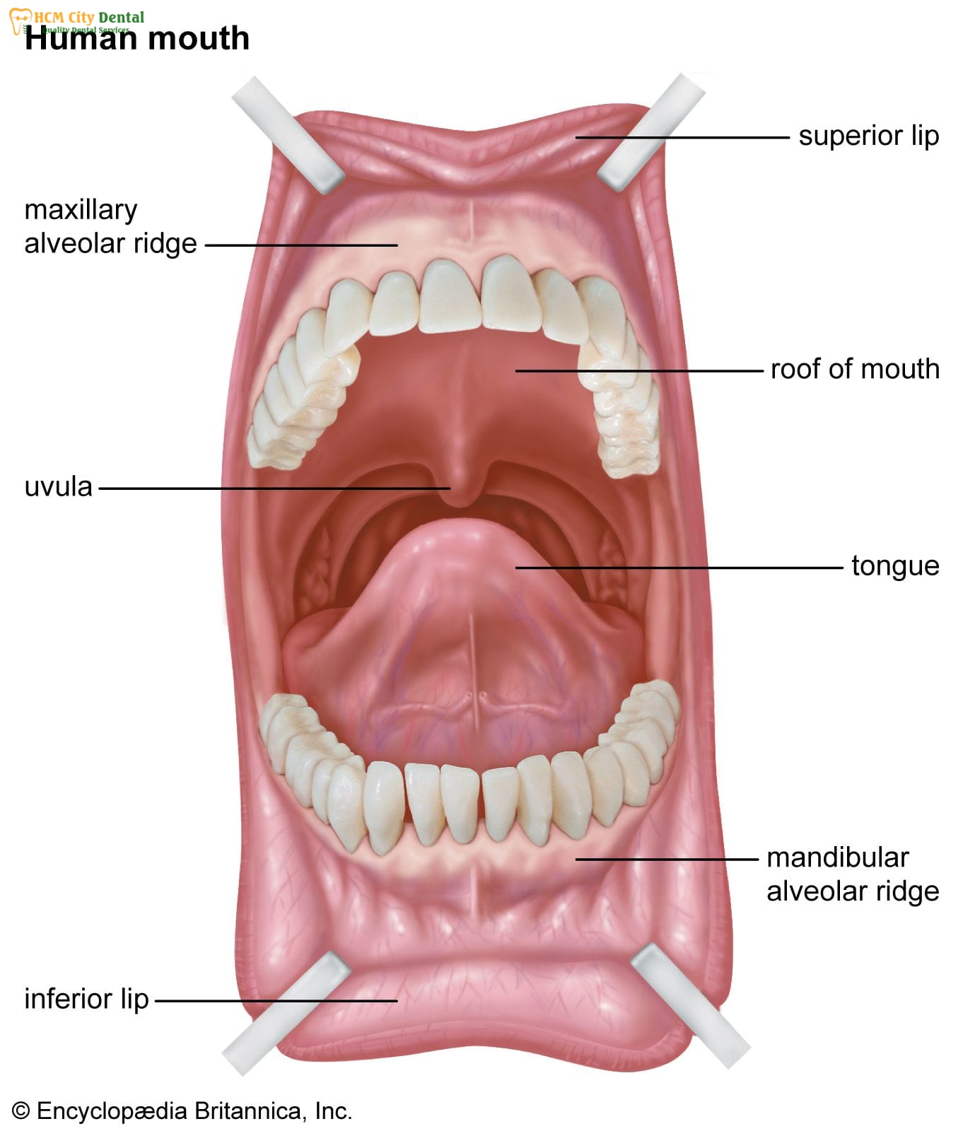 cau-tao-xuong-o-rang-4-bac-si-cuong-nha-khoa-bscuong-bac-si-cuong-nha-khoa-bscuong