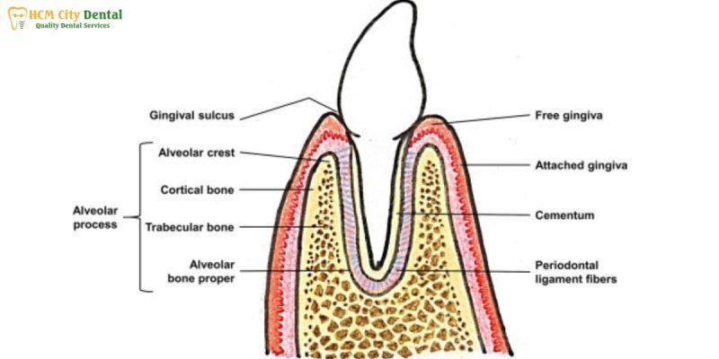 xuong-o-rang-1-bac-si-cuong-nha-khoa-bscuong