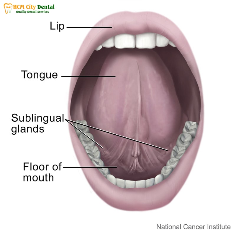 tuyen-nuoc-bot-duoi-luoi-bi-sung-2-bac-si-cuong-nha-khoa-bscuong-bac-si-cuong-nha-khoa-bscuong